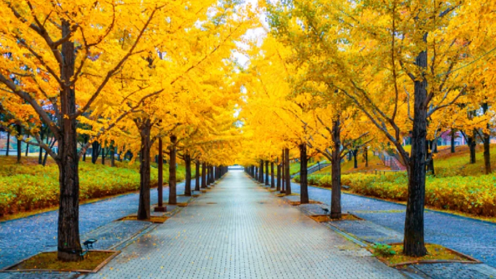 Entdecken Sie die Schönheit der Yellow Spring Road Japan yellow spring road japan