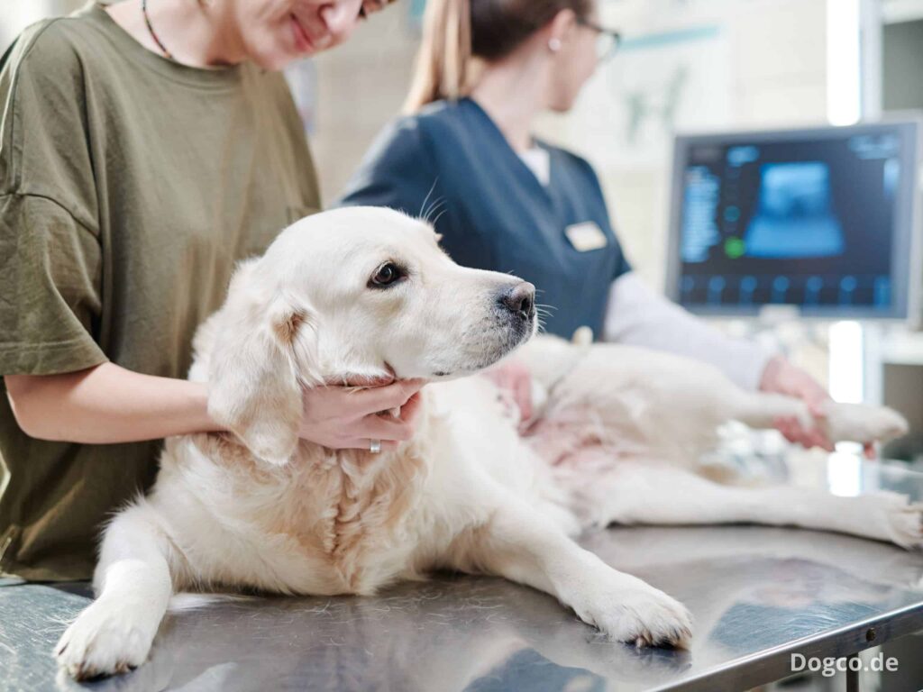 librela hund gestorben