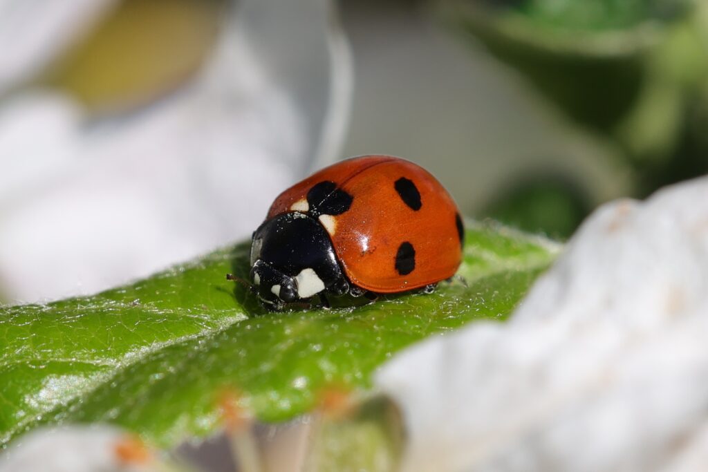 marienkäfer