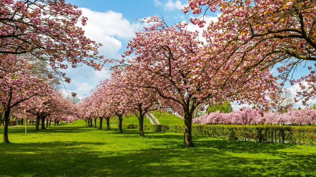 kirschblüten