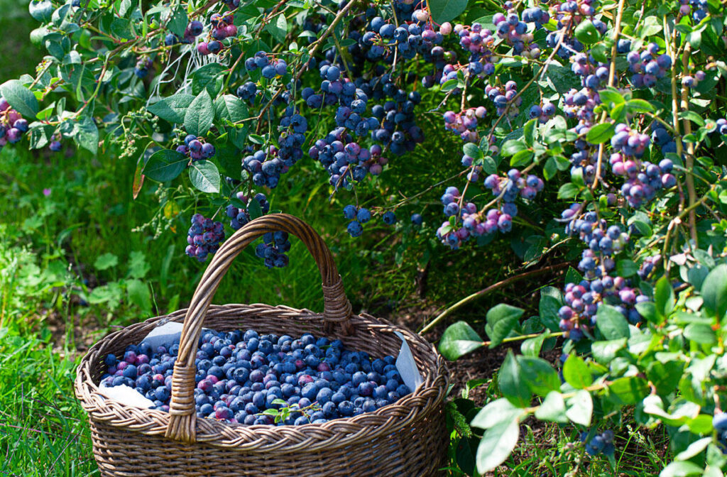 Heidelbeeren: Gesund, kalorienarm und vielseitig verwendbar heidelbeeren